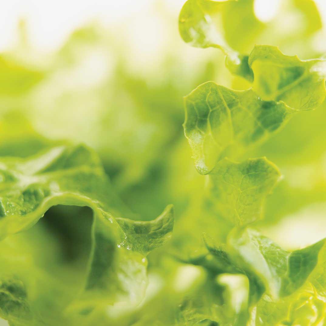 Small Side Salad for Pastillas